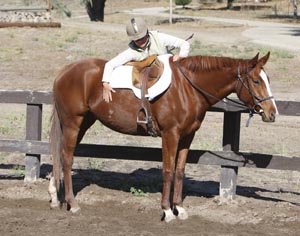 Starting a Young Horse