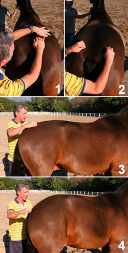 Strengthen Your Horse's Back with Belly Lifts promo image