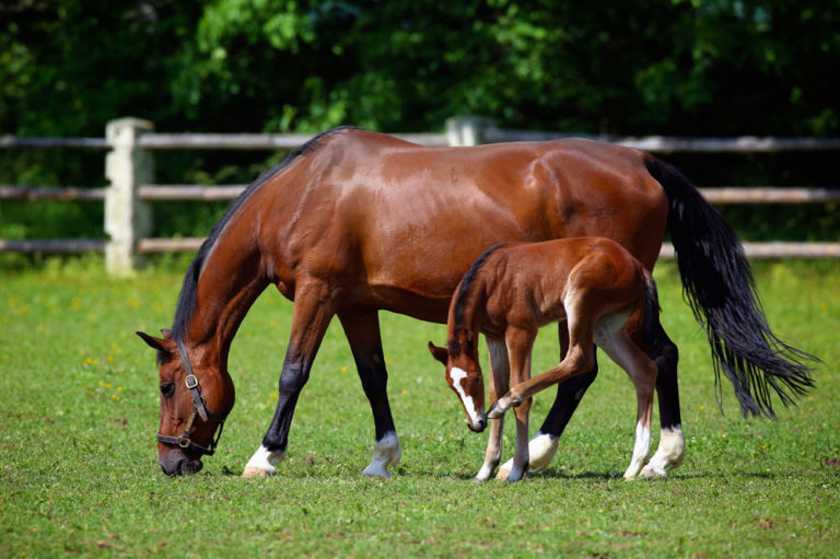 Stress-free Foaling promo image