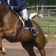 Submit Your Response to Rider to Rider in Practical Horseman promo image