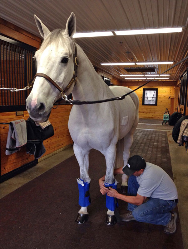 Taking Care of Champions: Juvina, Shamwari, Jersey Boy, Verdades promo image