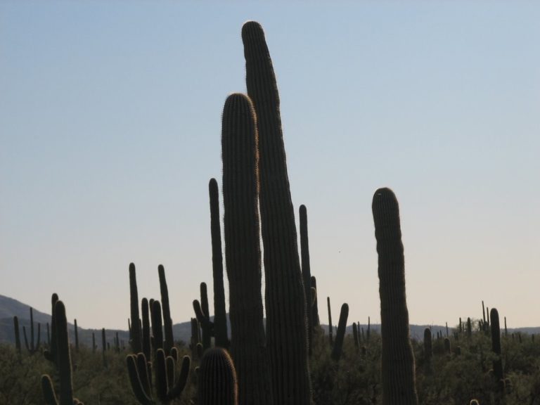 Tanque Verde Ranch Ride, AZ promo image