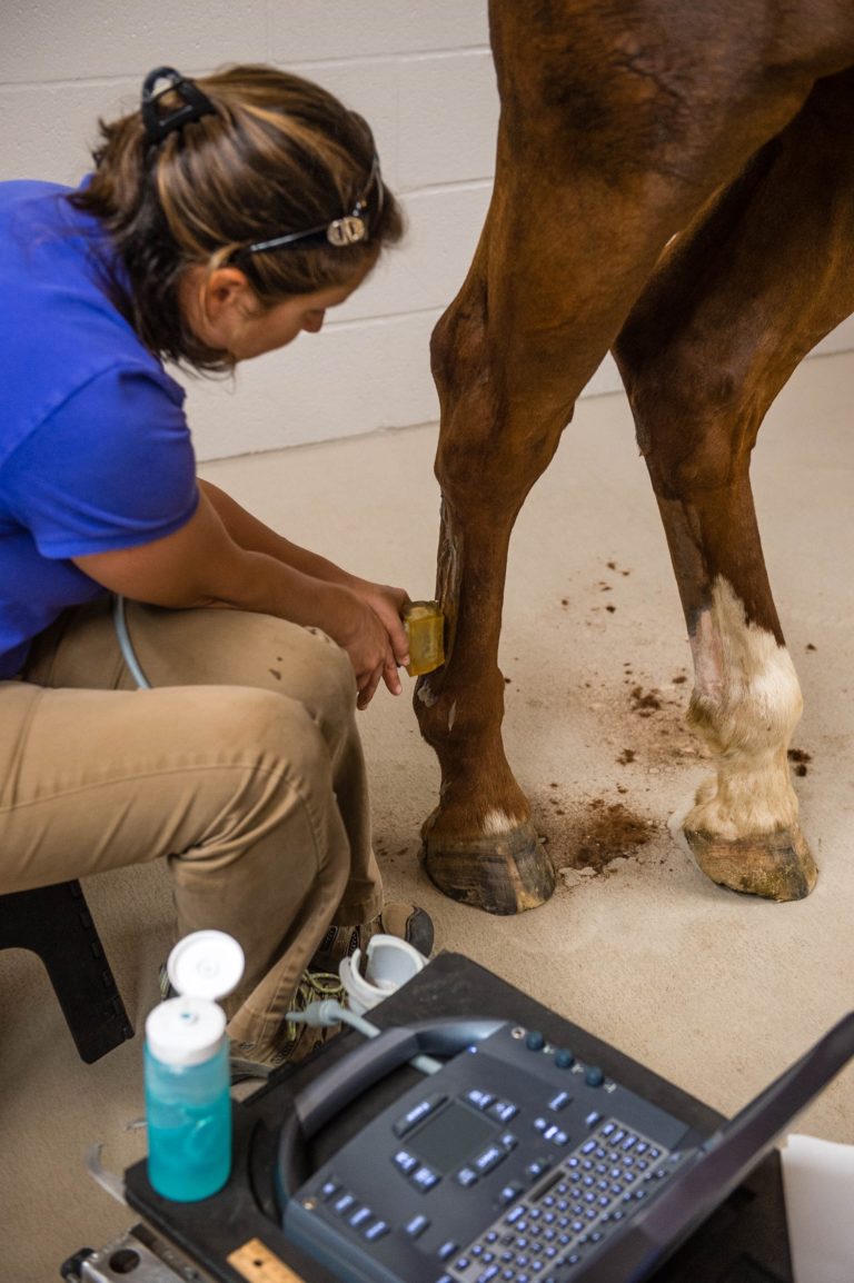 The Right Program for U: Where Equine Passion and Education Meet for Unbridled Opportunities promo image