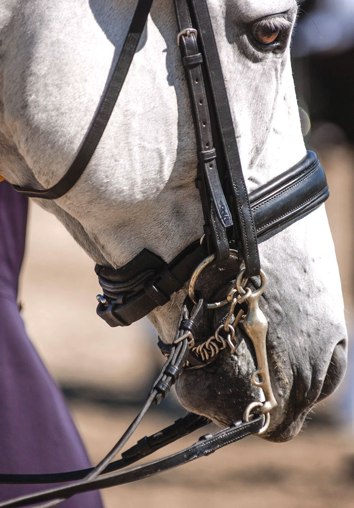 Tight Nosebands May Cause Stress promo image