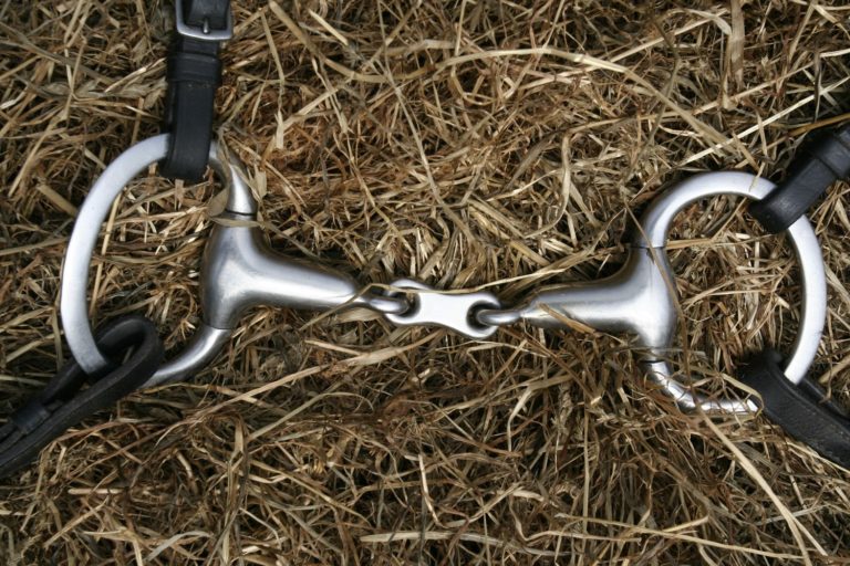 Types of Horse Bits promo image