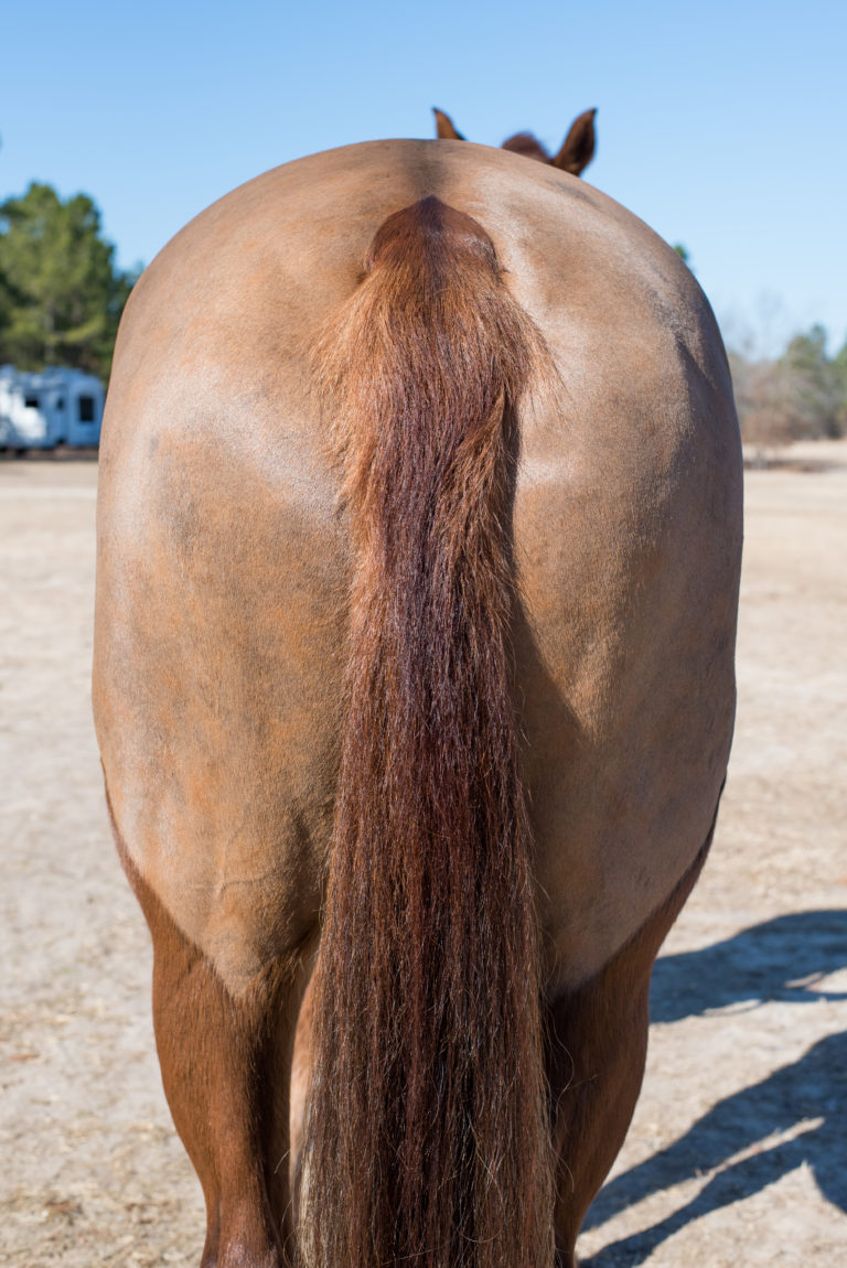 unclipped tail