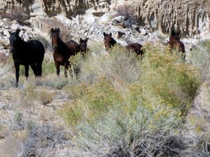 Utah Wild Horse Safari promo image