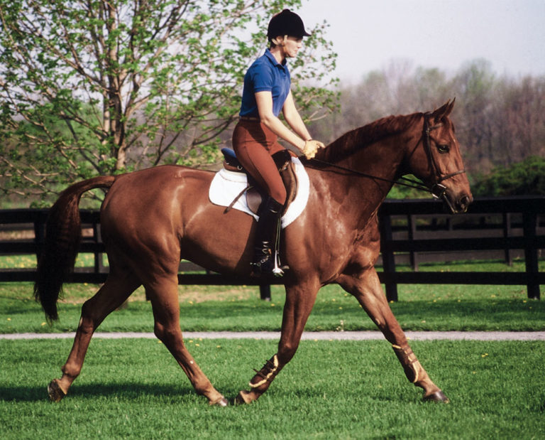 Utilizing the American Forward Riding System promo image