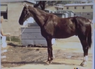 Video: Show Jumping Horse Conformation with Dan Marks, VMD promo image