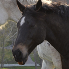 What's My Horse Saying? Interpreting Horse Sounds promo image