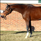 Which Thoroughbred Best Fits My Needs? promo image