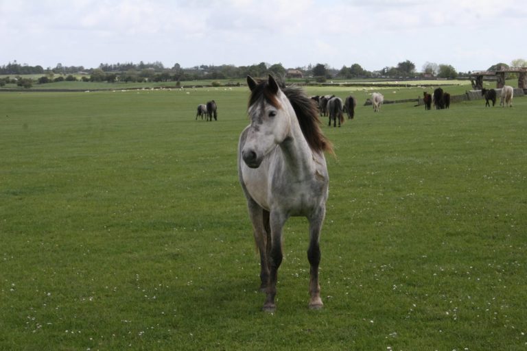 Willie Leahy and Connemara Ponies at Dartfield Horse Museum promo image