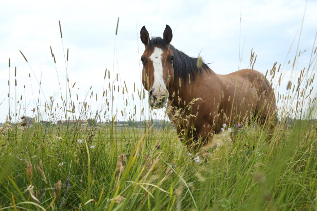 ticks, tall grass