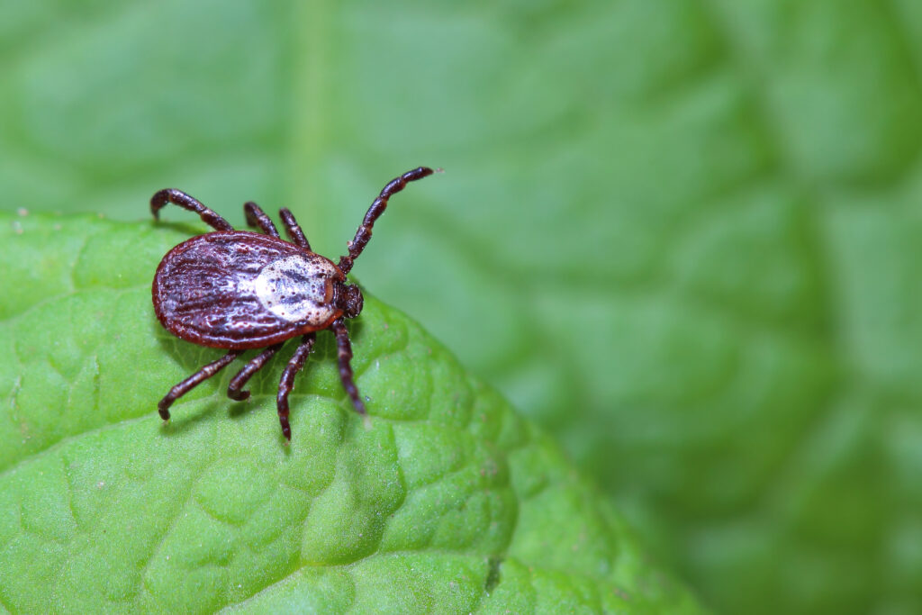 tick, tick-borne illness, tick-borne disease, lyme