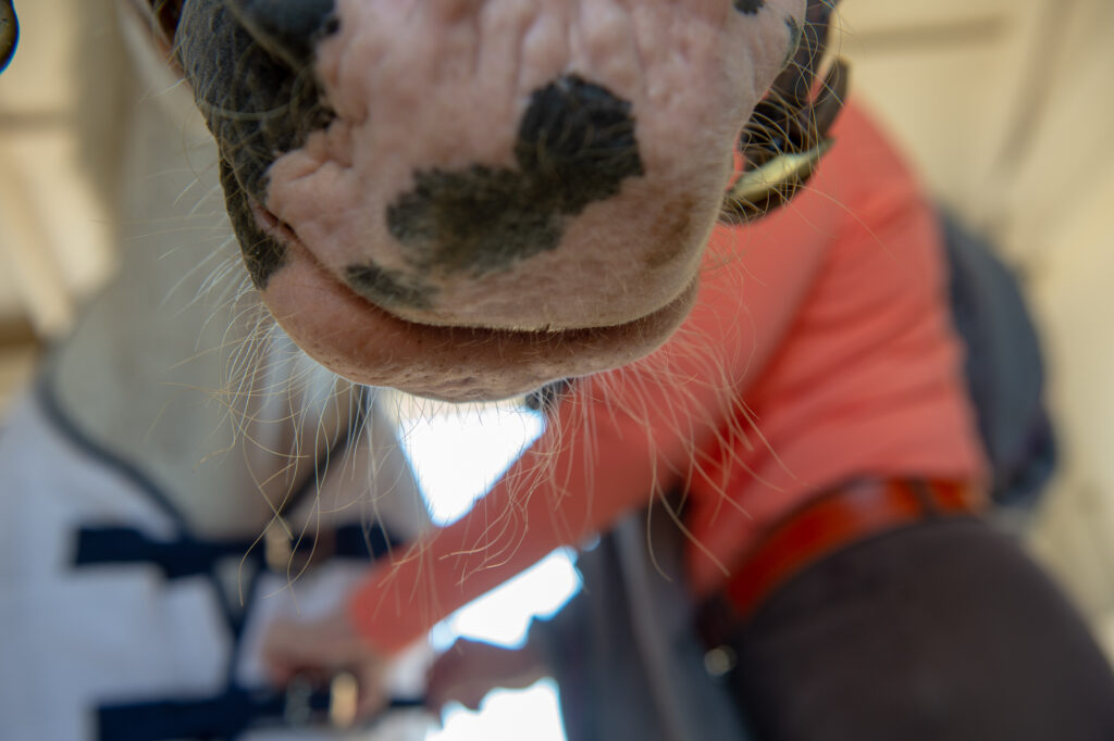 Horse whiskers