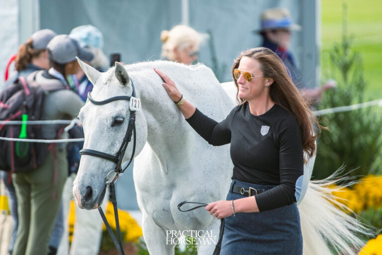 Horse inspection