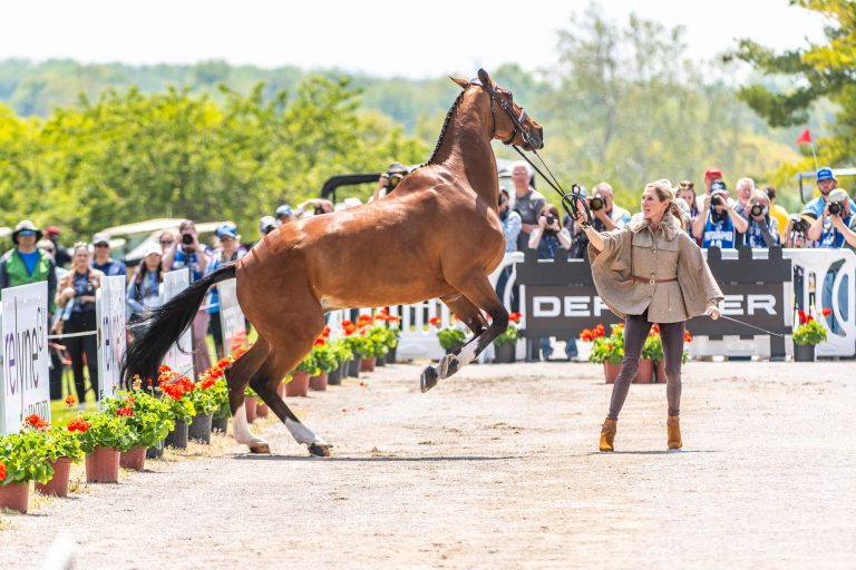 Kentucky's First Horse Inspection