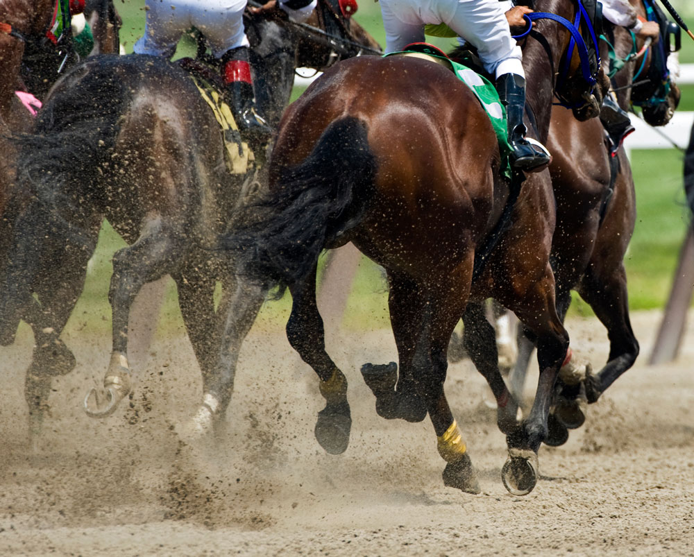Seven horses under the care of a single trainer in Kentucky are positive for strangles, and the epidemiological investigation is ongoing.
