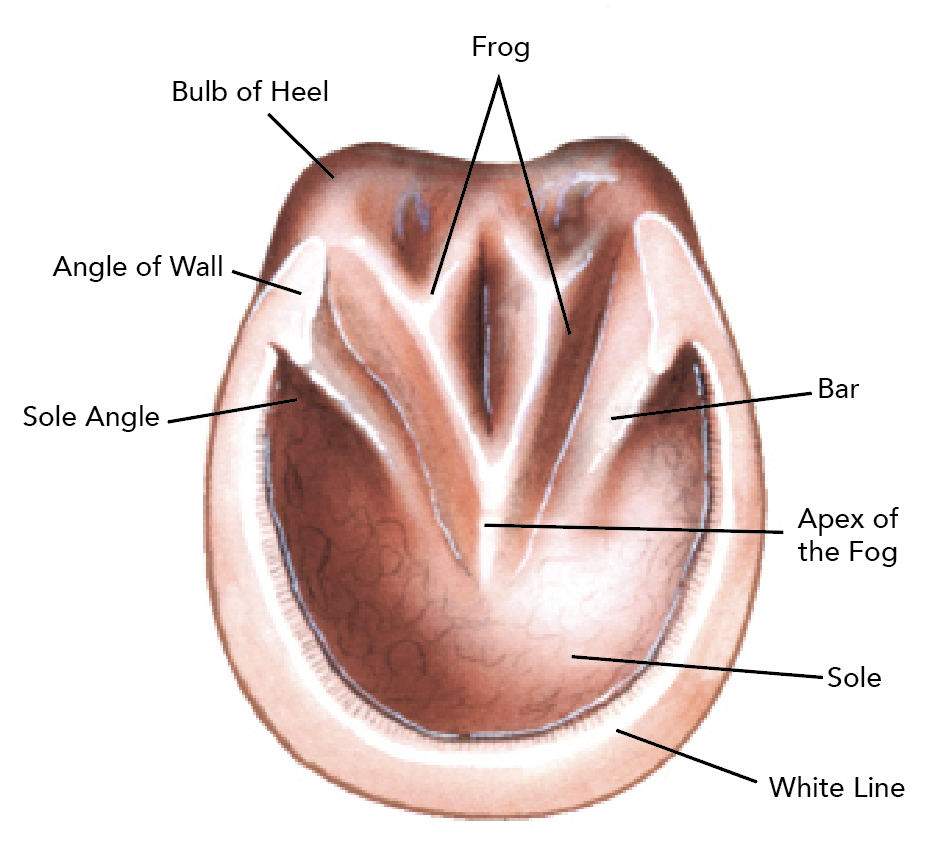 hoof