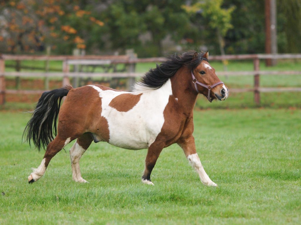 Overweight pony