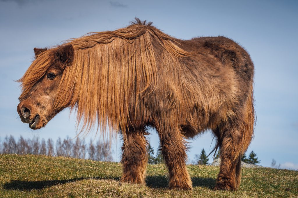 hairy pony