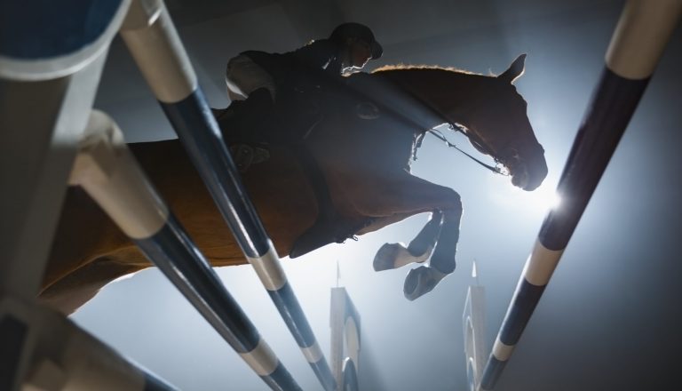 Jumper horse