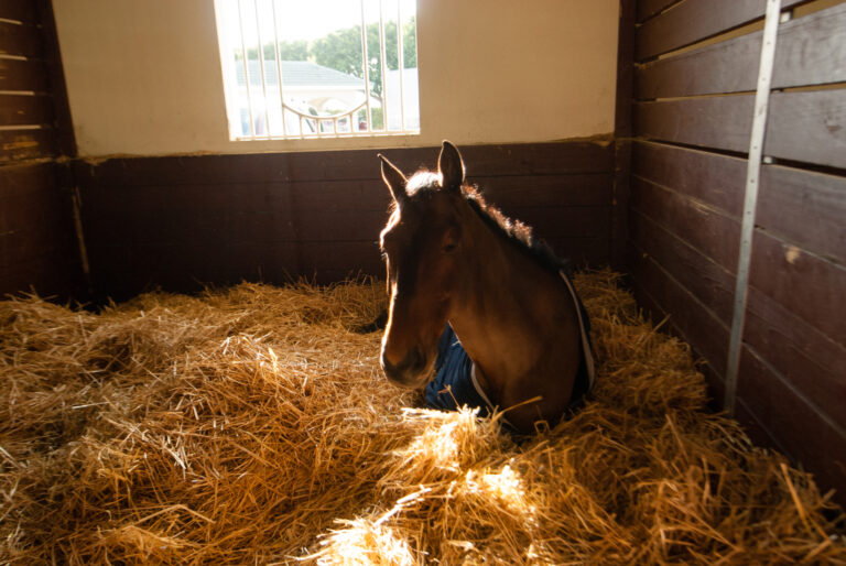 stall rest