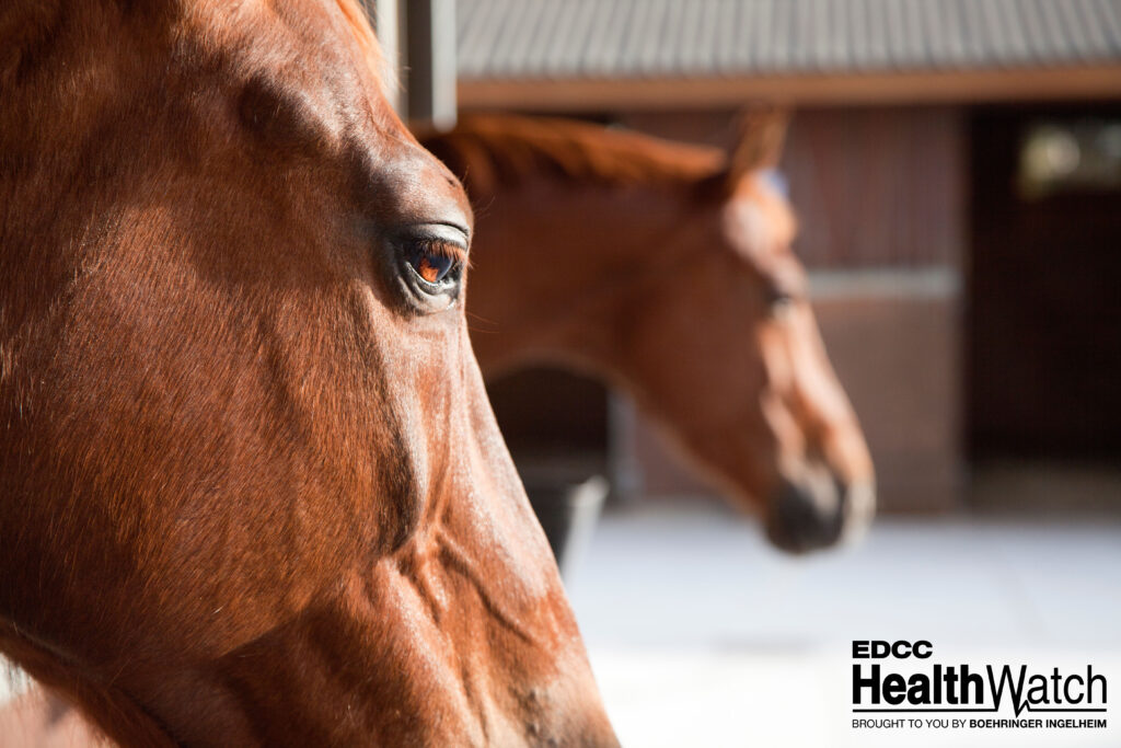 An unvaccinated mare in St. Lawrence County, New York, recently tested positive for EEE and was euthanized.