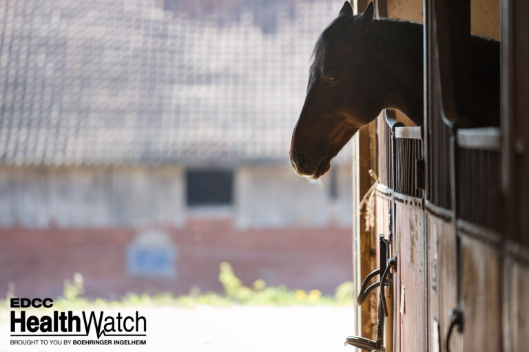 Horse in a stall