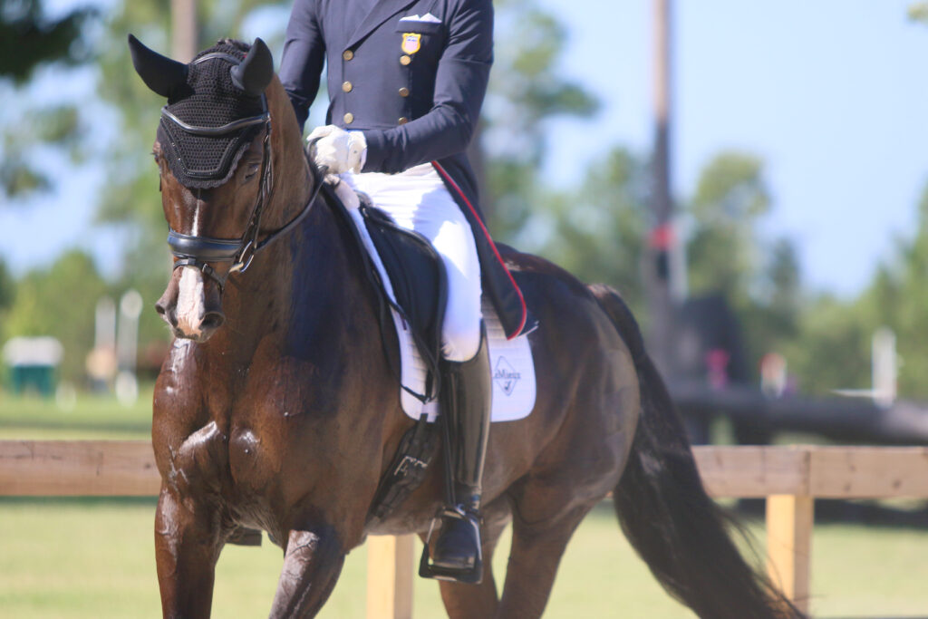 Dark-colored horse doing dressage