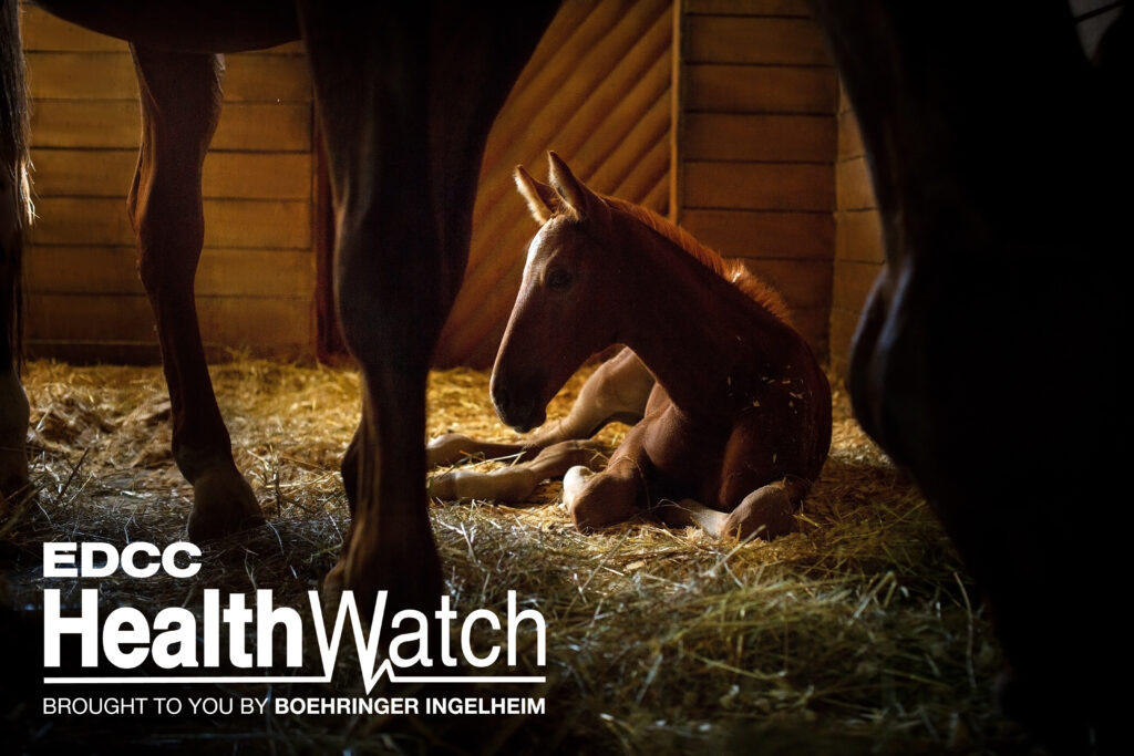 A suckling foal in Franklin County, New York, recently tested positive for EEE and was euthanized.
