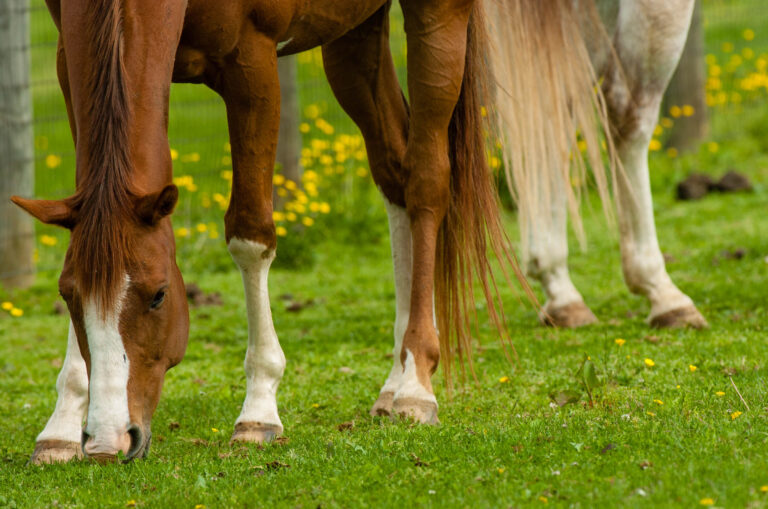 Pasture_3_Amy