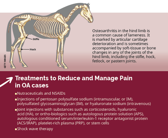 Treatments to reduce and manage pain associated with equine osteoarthritis