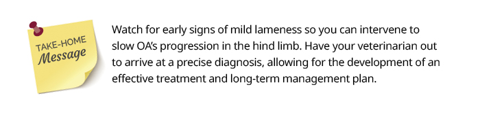 Take-home message on equine osteoarthritis