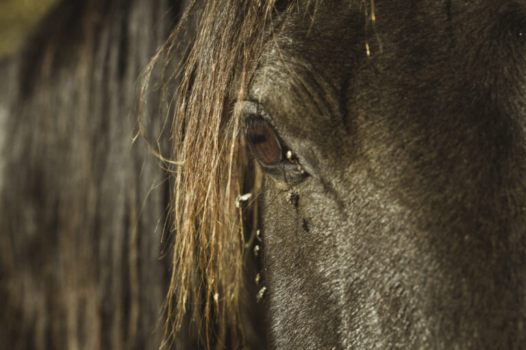 EDCC-Unbranded-22-scaled