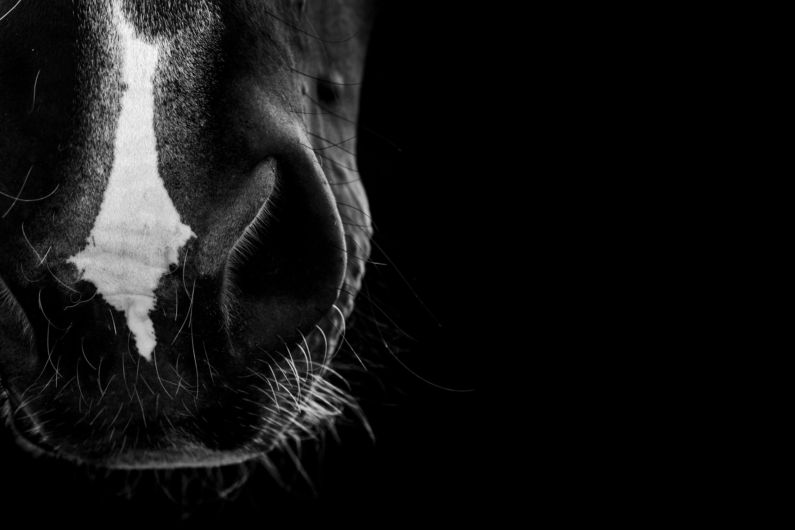 EDCC-Unbranded-28-scaled-1