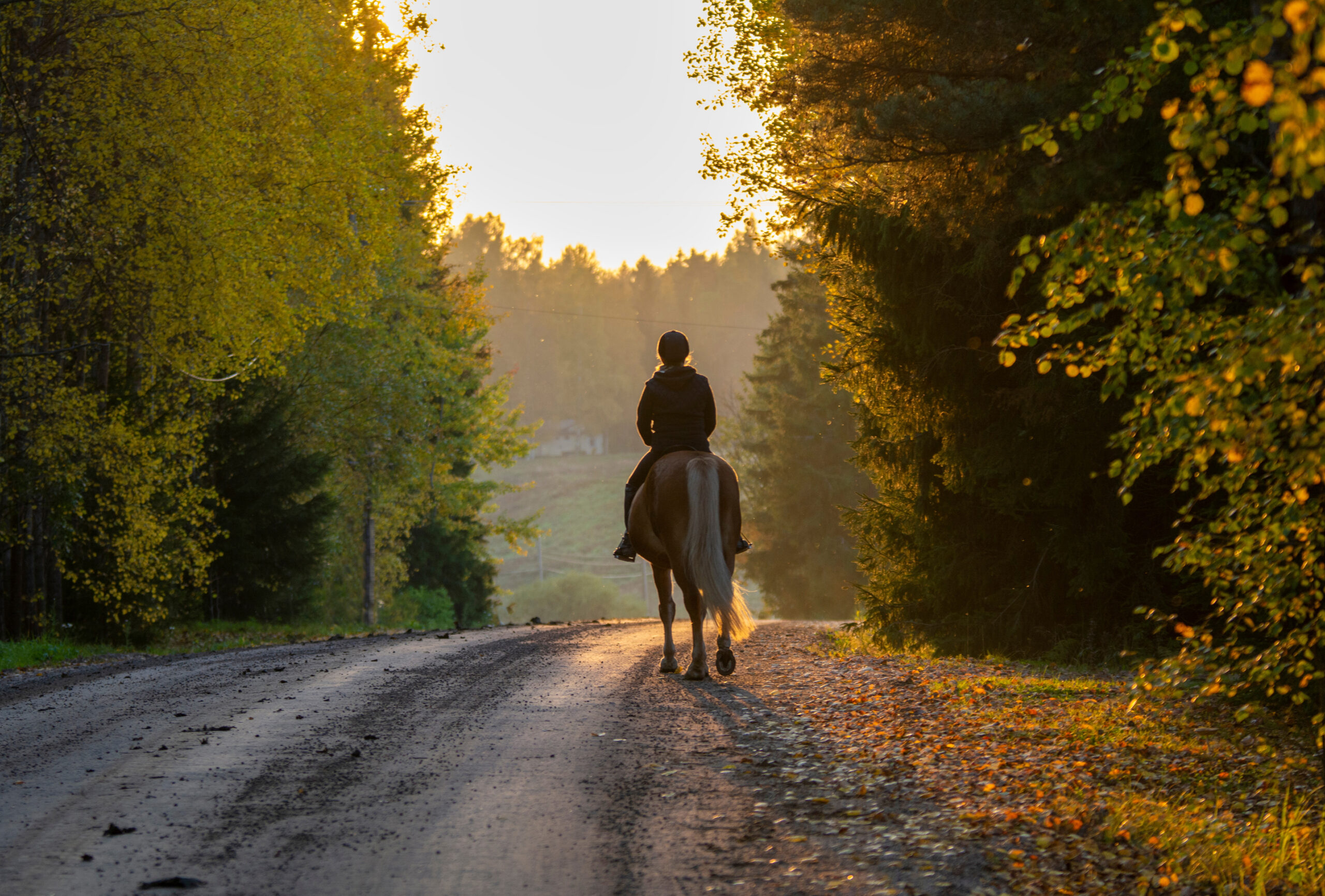 Woman horseback riding on country road at sunset