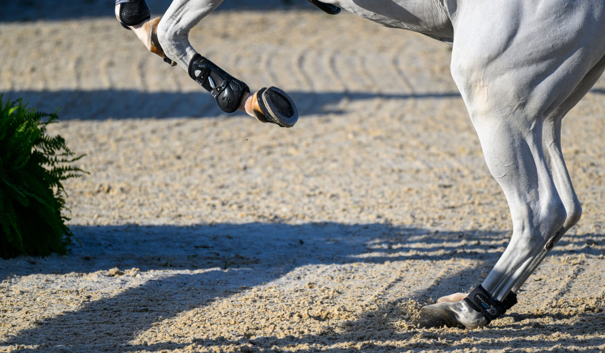Preview WEF-26-0219-AD1a-244