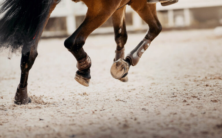Legs of a galloping horse
