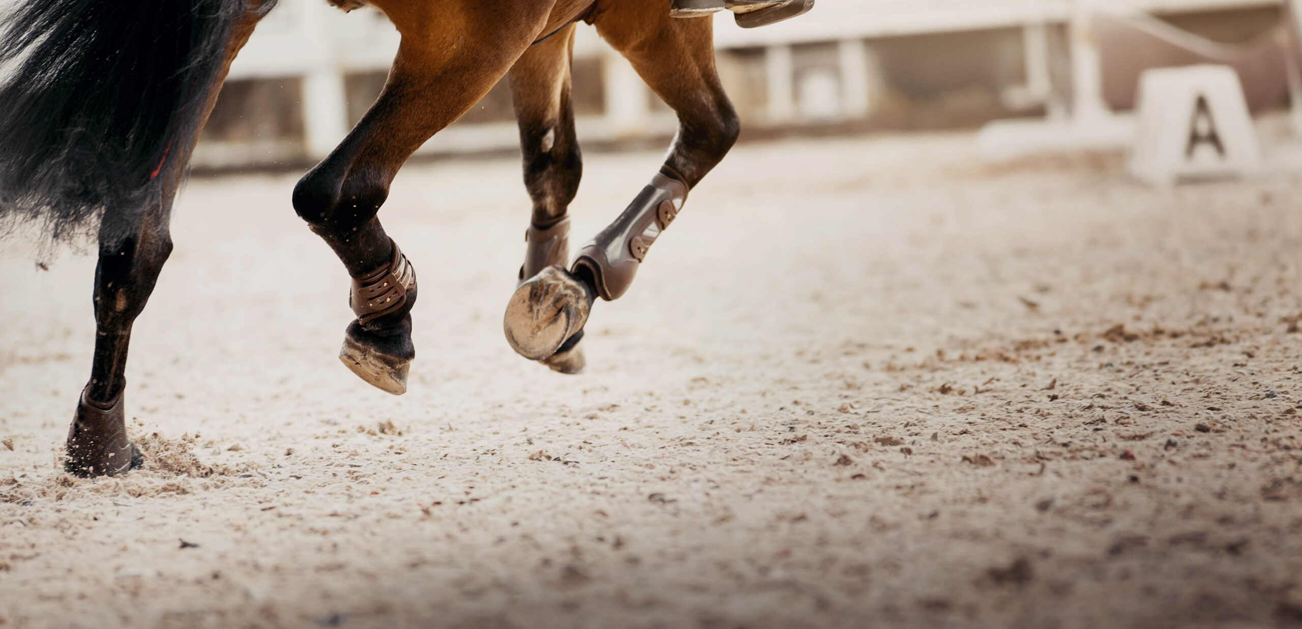Legs of a galloping horse