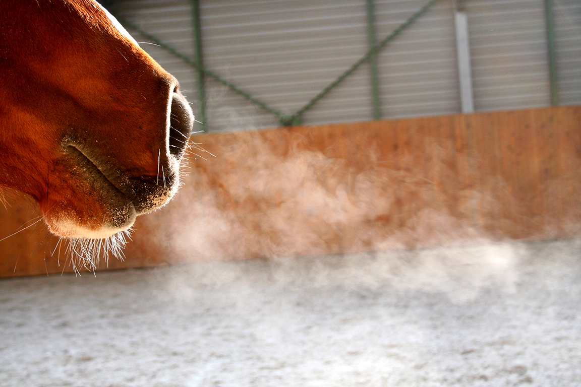 Breath brown horse nose steam