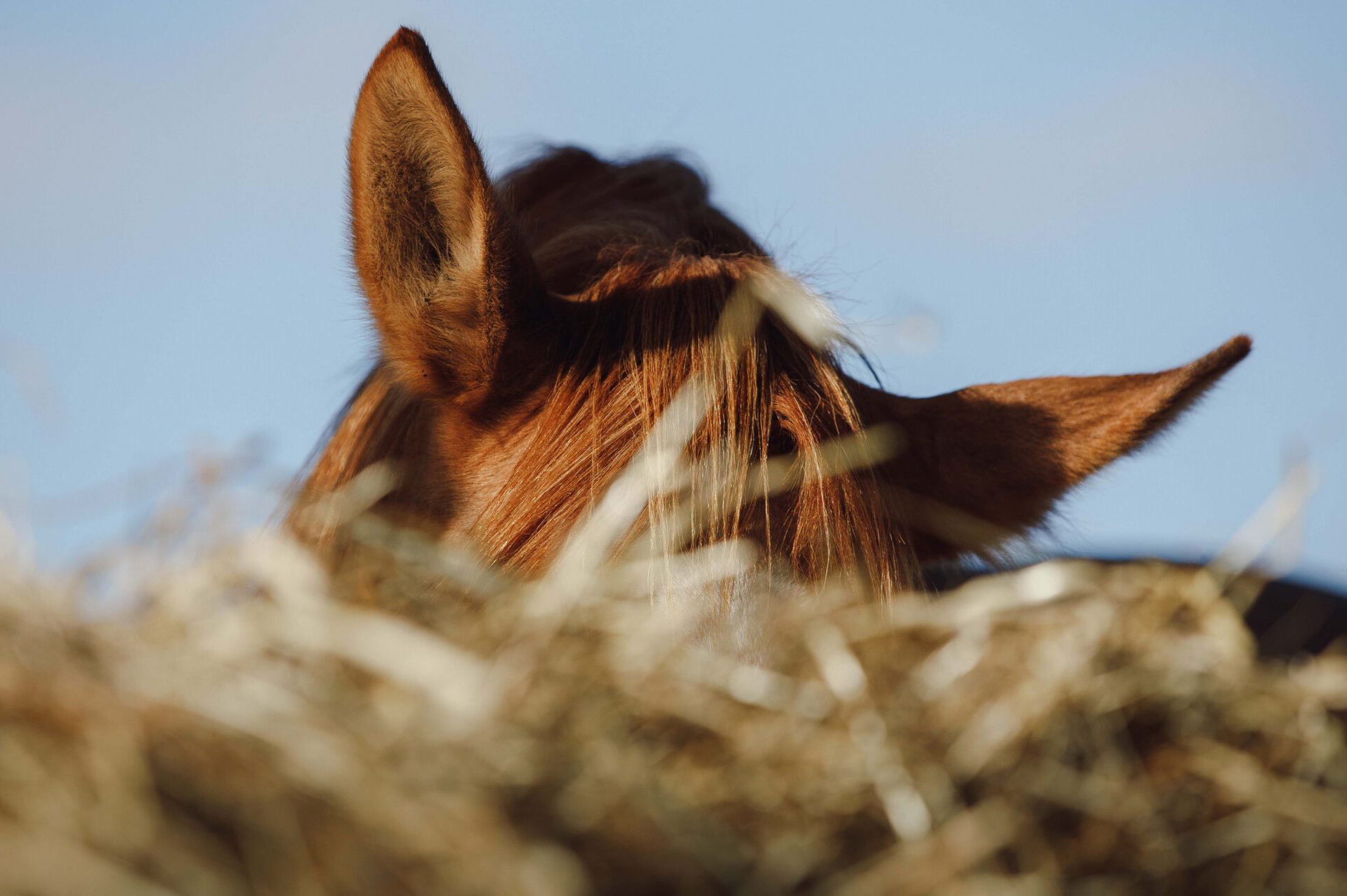 portrait of chestnut horse eating hay from feeder in horse paddo