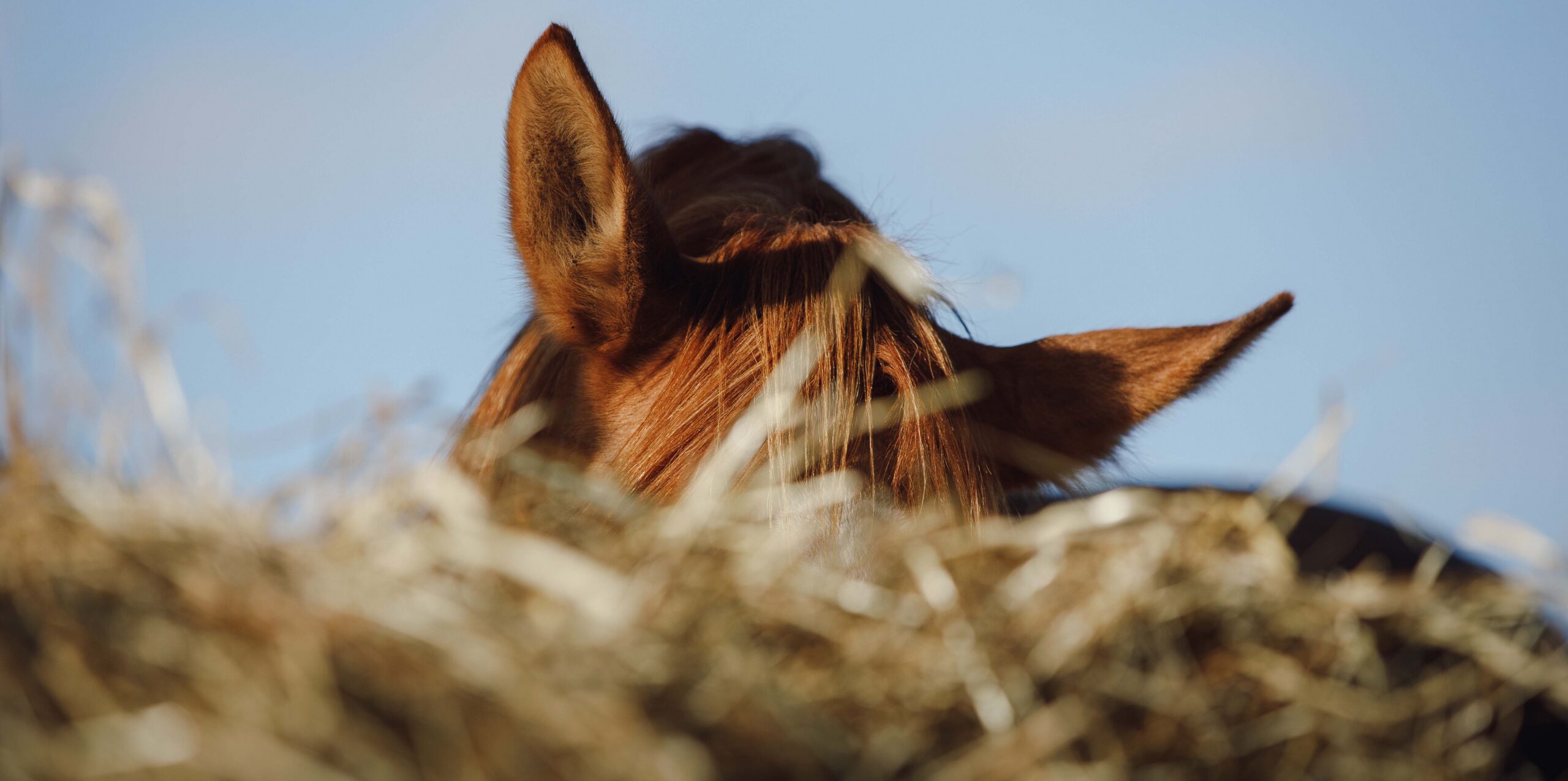portrait of chestnut horse eating hay from feeder in horse paddo