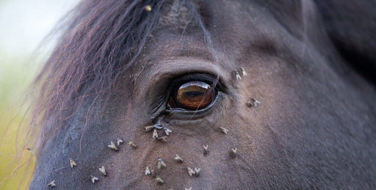 Horse with lots of fly in face