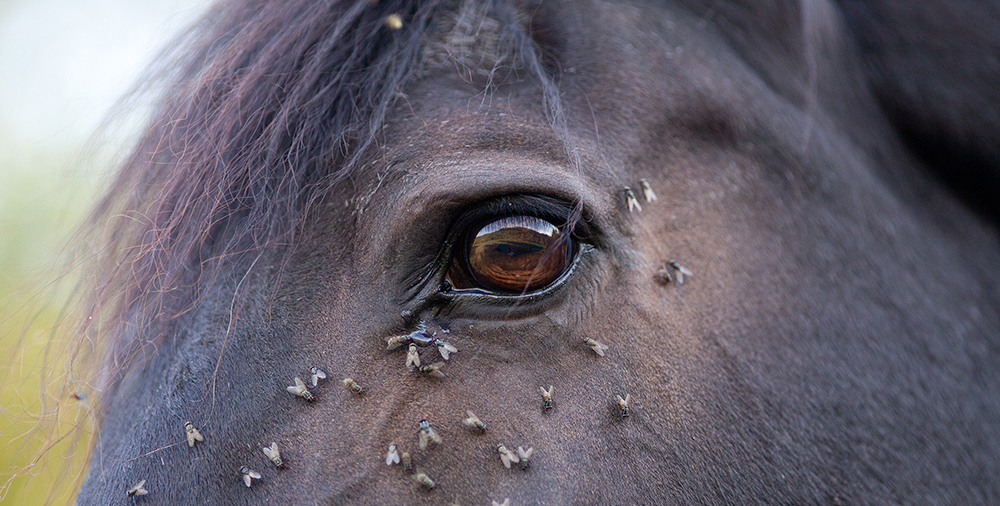 Horse with lots of fly in face